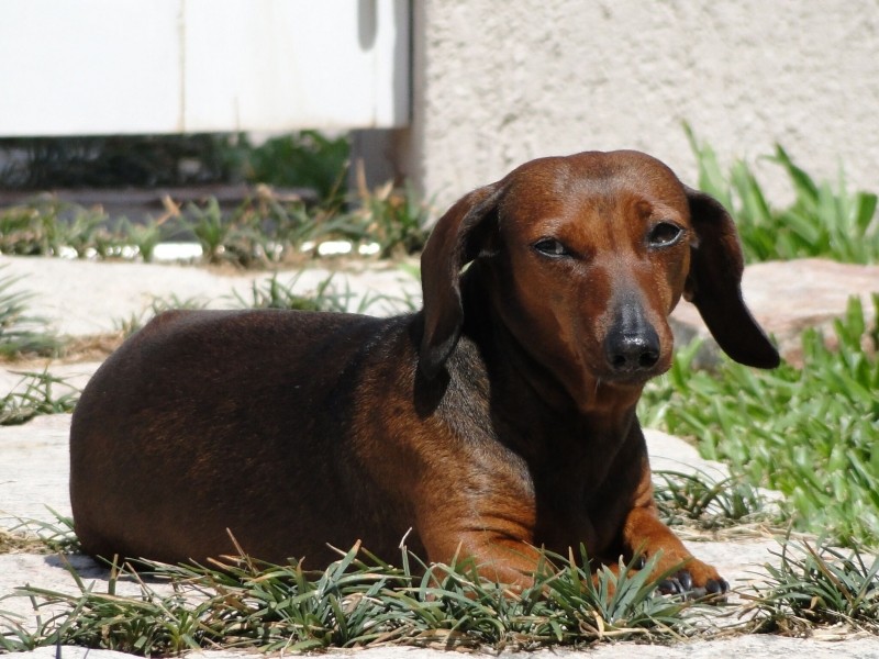 PITY (Canino fêmea) Daschund C3