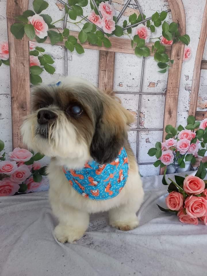 BILI (Canino macho) Shih tzu C3