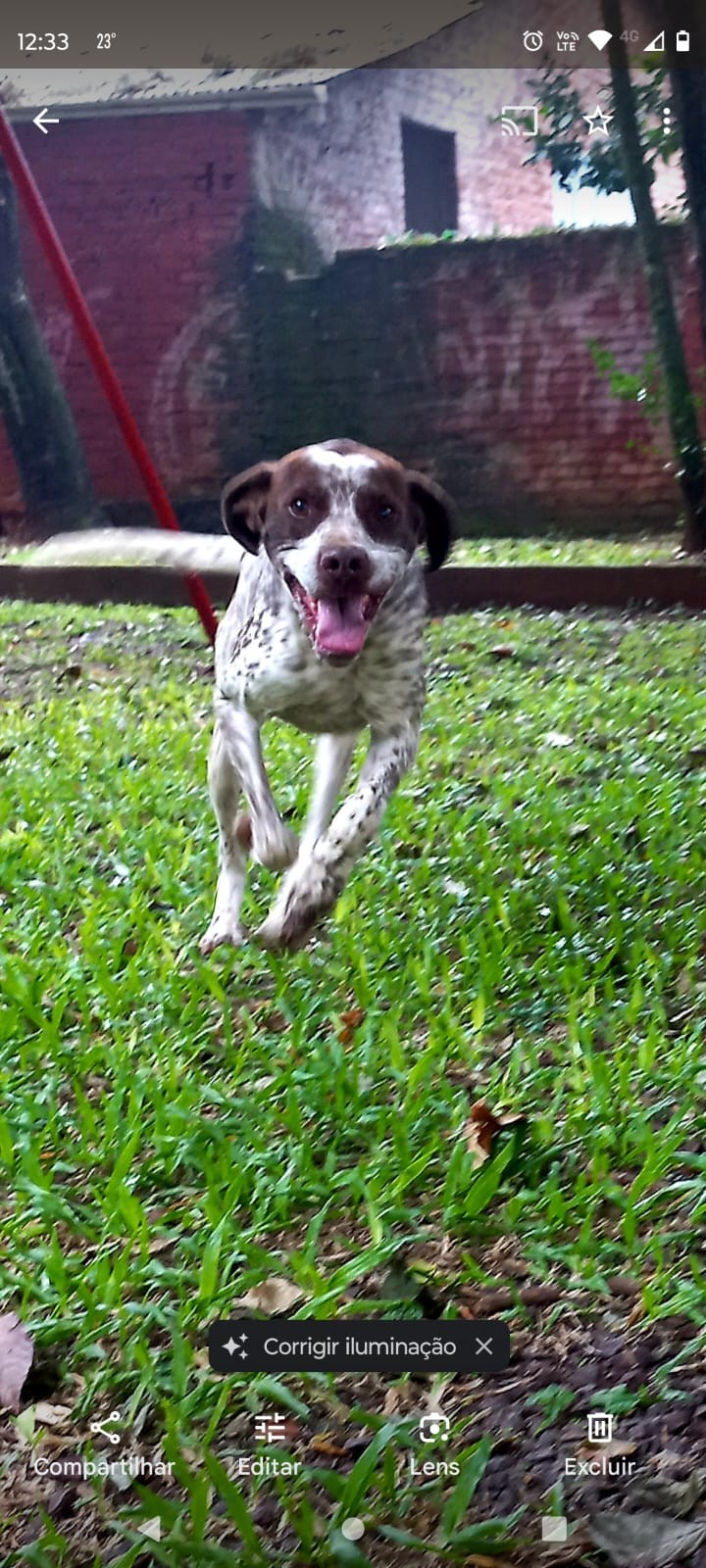 TUPÃ (Canino macho) Perdigueiro C4