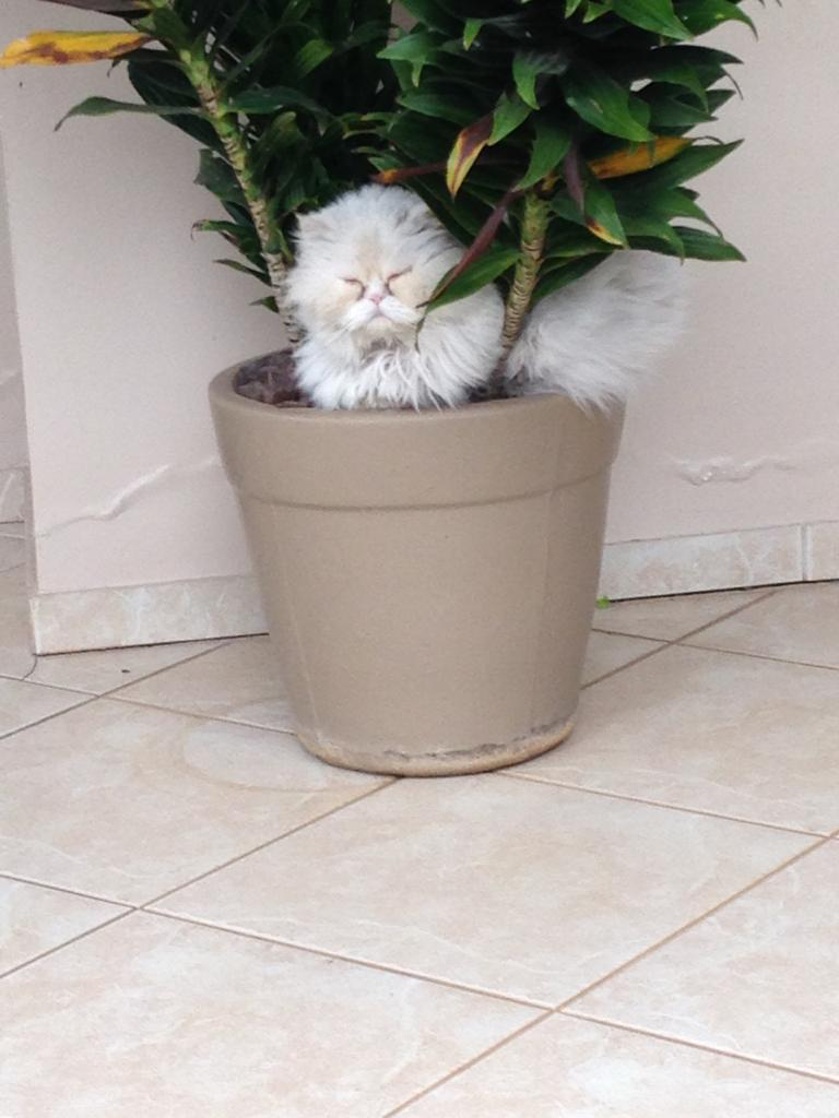 CUCO (Felino macho) Persa C2