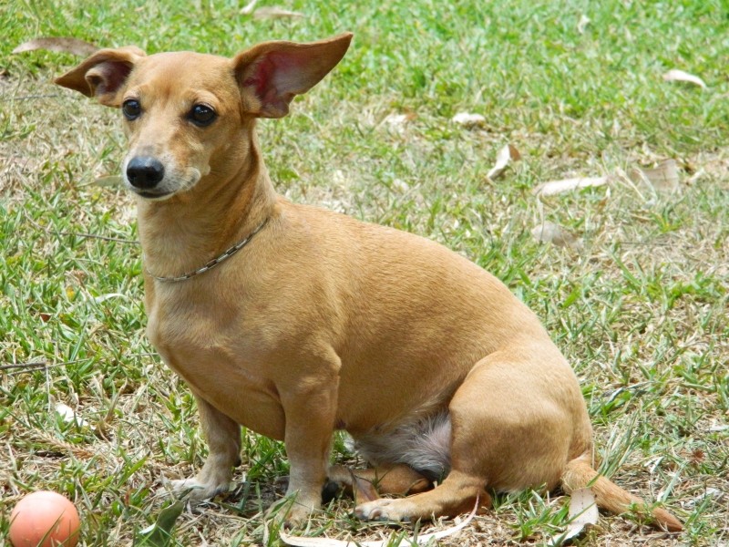 BRENDA (Canino fêmea) Srd Pp C4