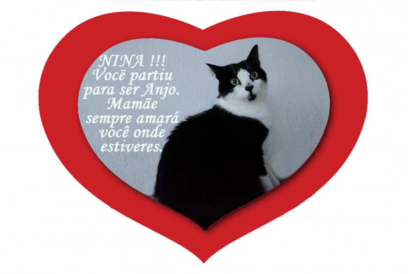 NINA (Felino fêmea) Srd C1