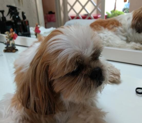 YAGO (Canino macho) Shih Tzu C3