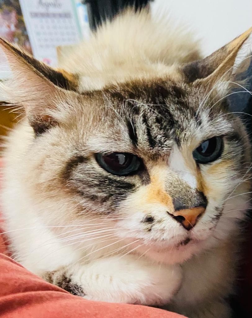 MIMA (Felino fêmea) Srd C2