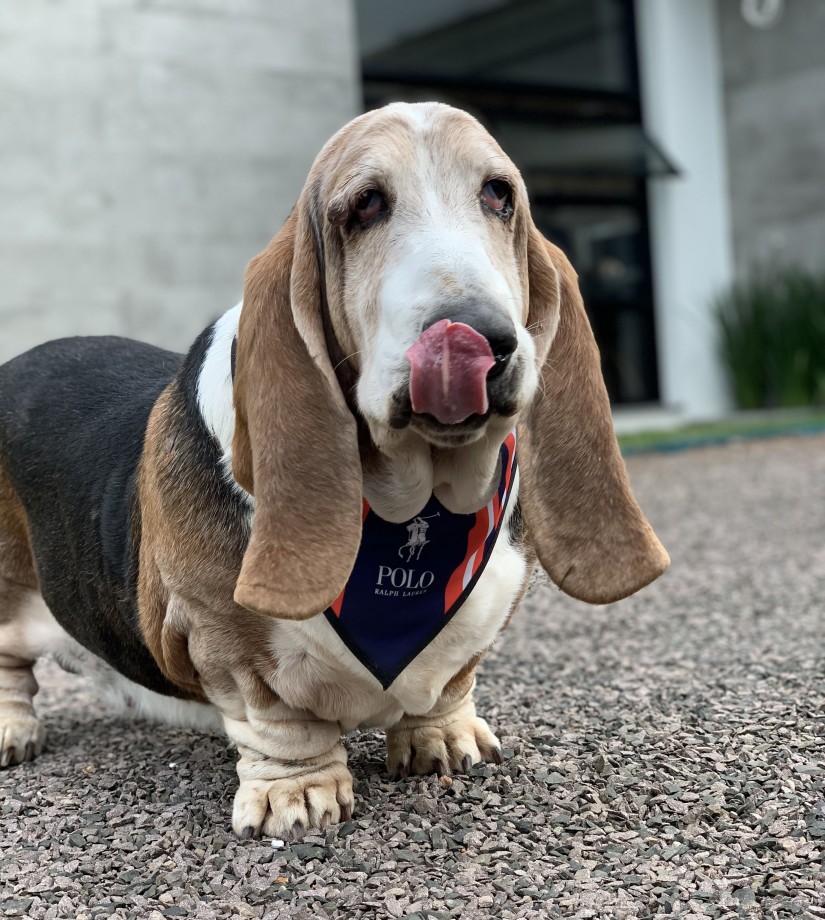 BARTOLOMEU (Canino macho) Bassê Hound C2
