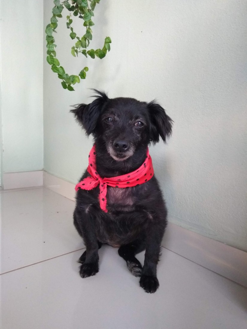 IVY (Canino fêmea) Srd Pp C2