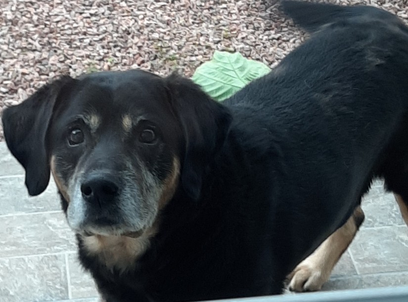 BONI (Tuco) Canino macho (Srd Gp) C2
