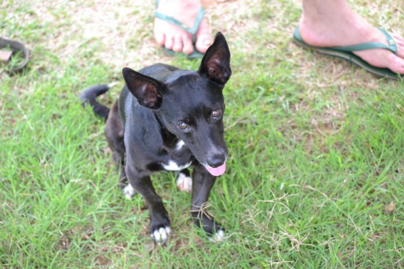 OZAMA (Canino macho) Srd Pp C2