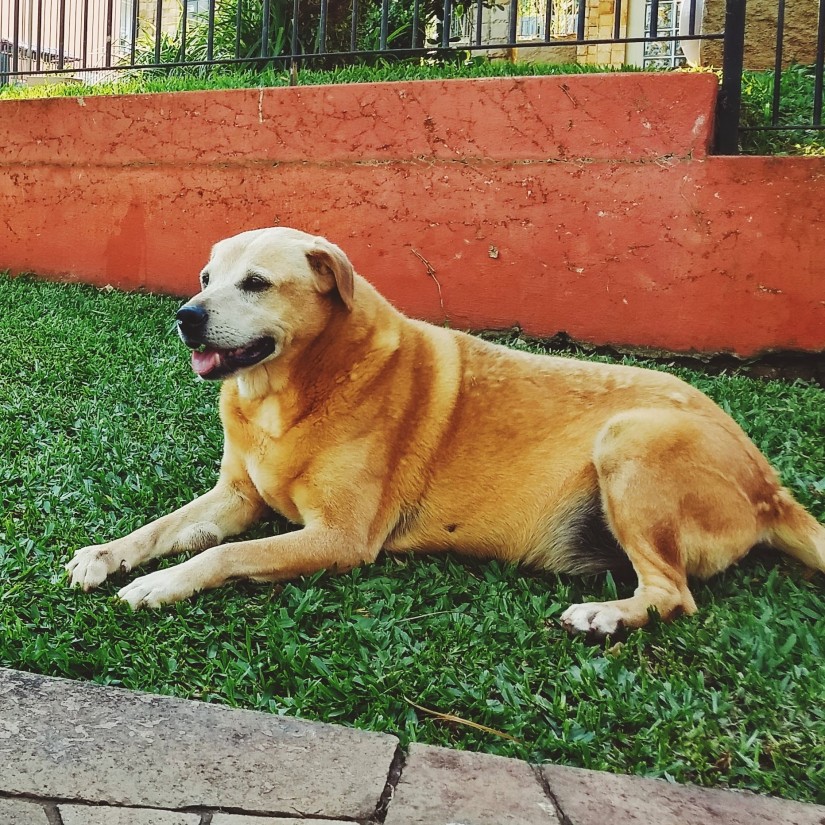 BONO (Canino macho) Srd Gp C4