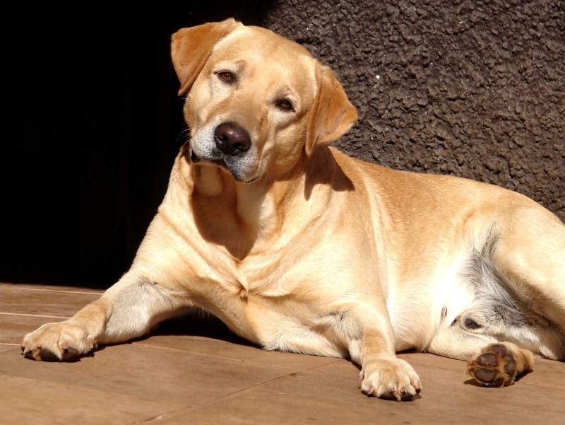 BRED (Nino) (Canino) Labrador