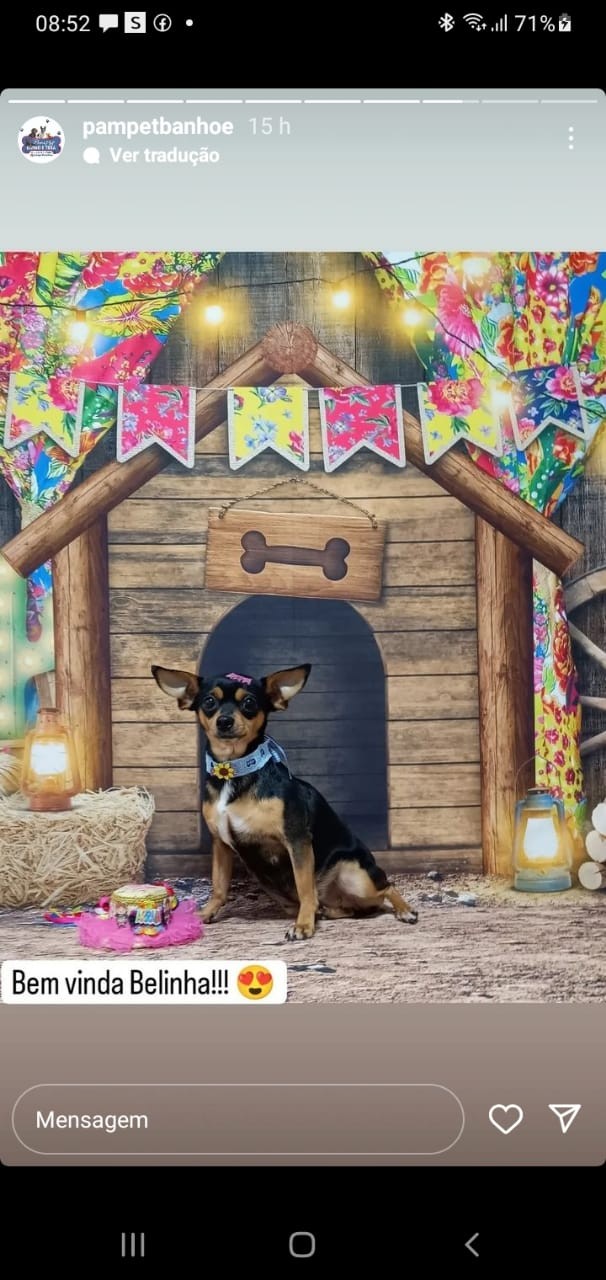 BELINHA(Canino fêmea) Pinscher C3