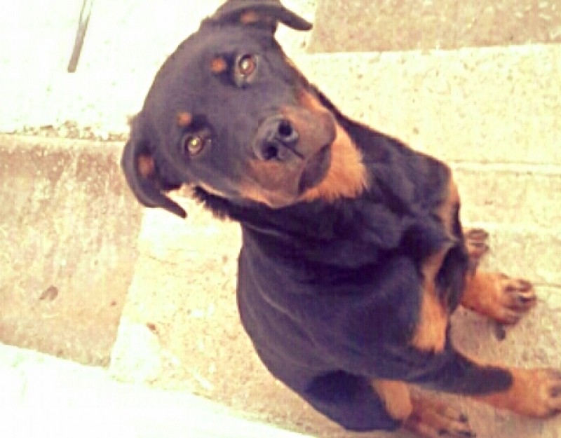 PRETA (Canino fêmea) Rottweiler C2