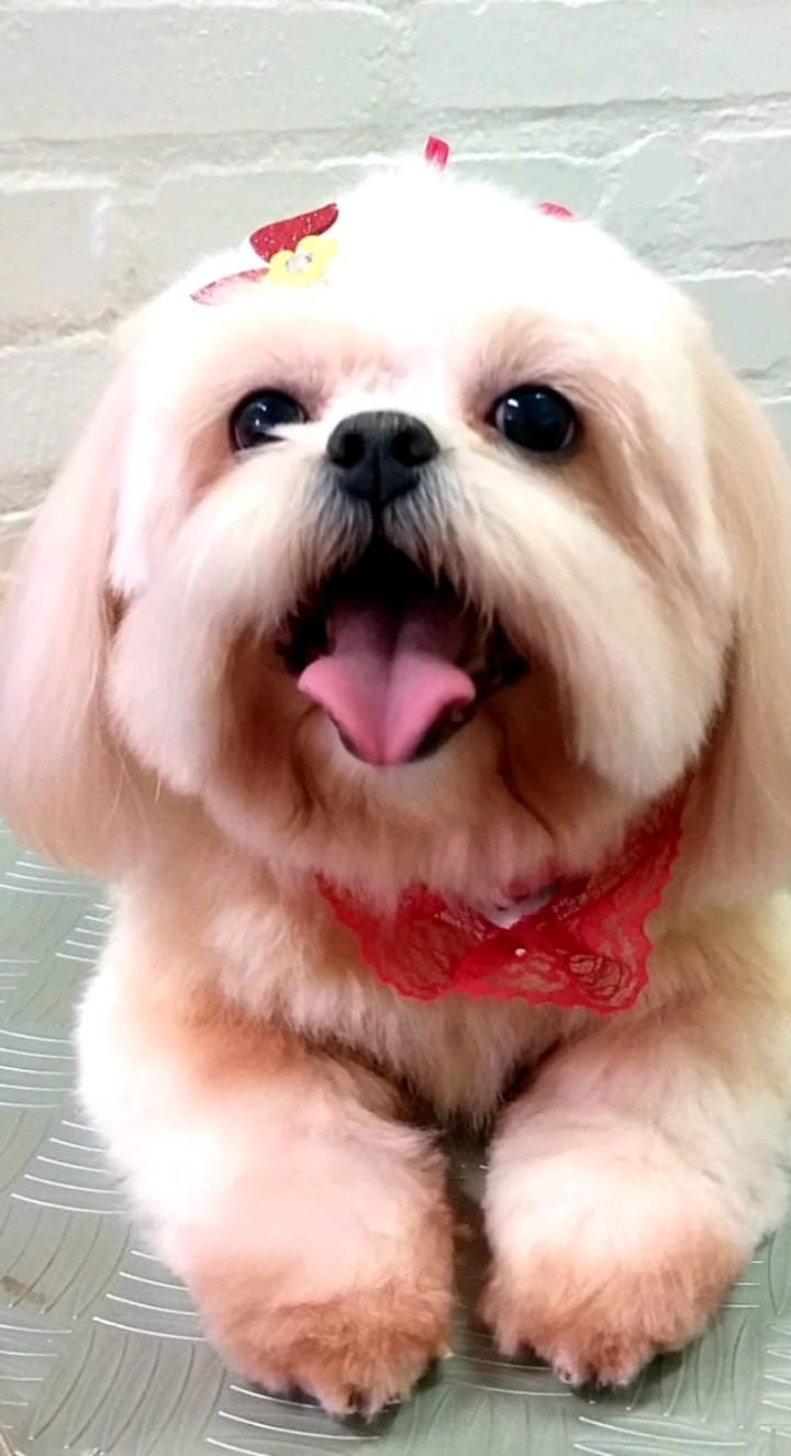LILI (Canino fêmea) Shih tzu C4