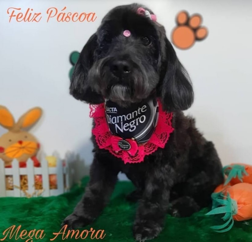 MEG AMORA (Canino fêmea) Poodle C4