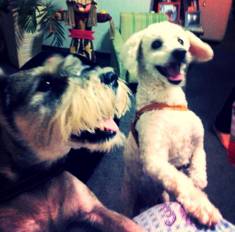 FARELO  (Canino macho) Schnauzer C4 - MIGALHA (Canino macho)  Poodle C4