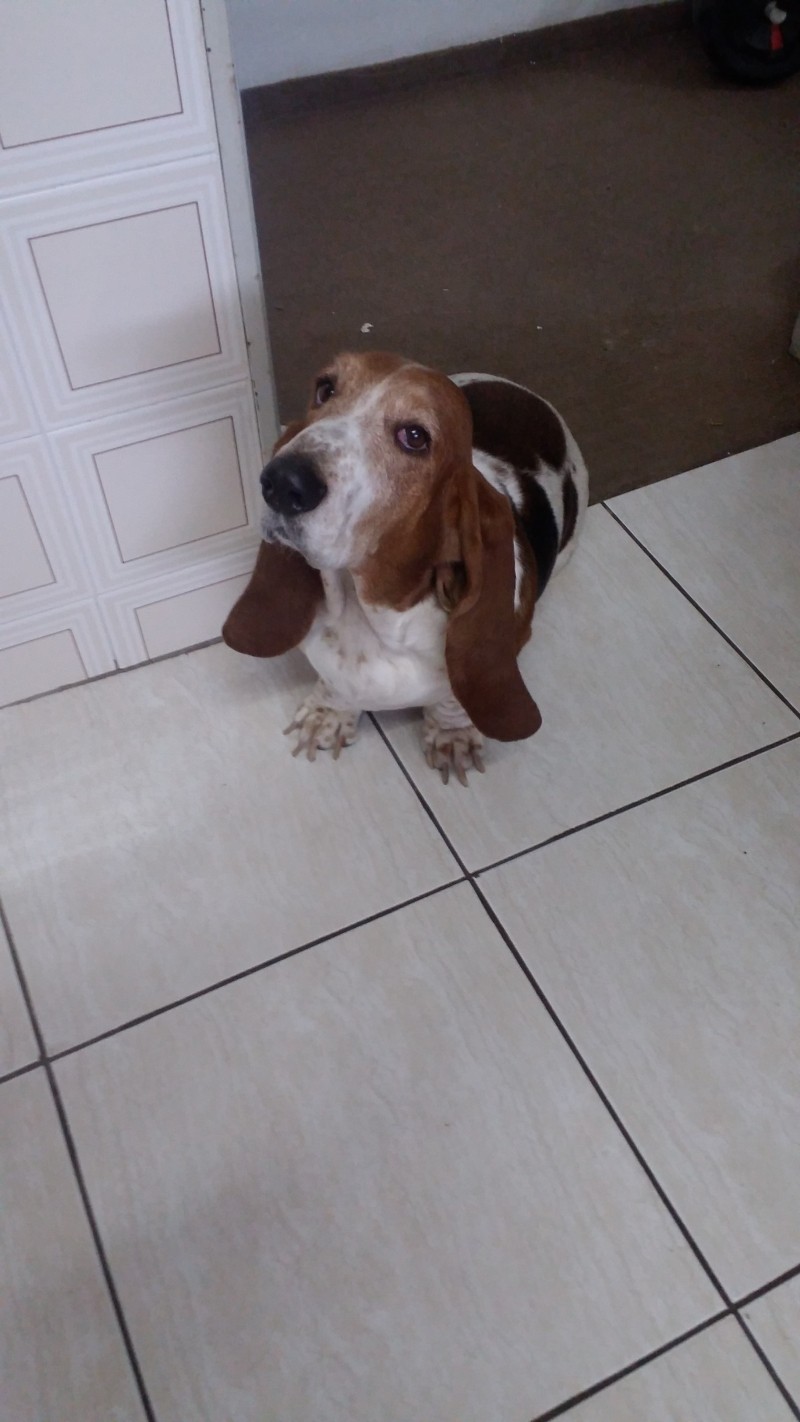 TITICA (Canino) Bassê Hound