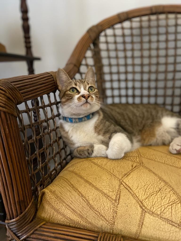 THOMAS (Felino macho) Srd C3