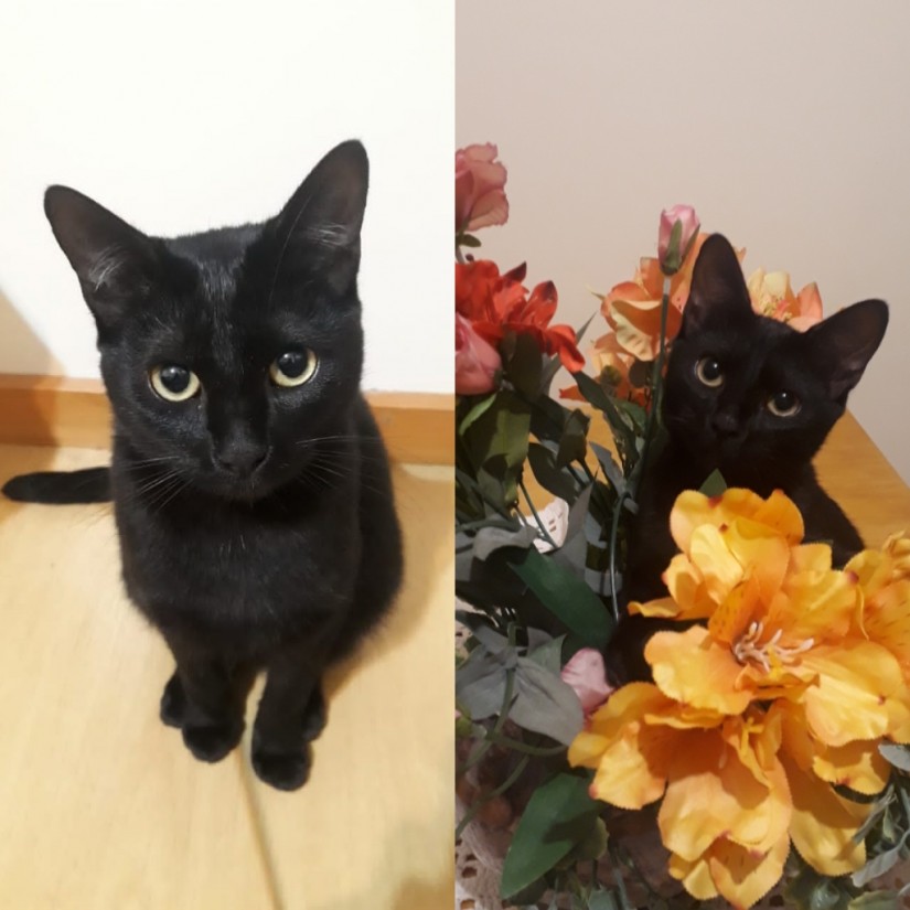 MARGÔ (Felino fêmea) Srd C2