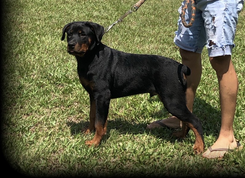 TOURO  (Canino macho) Rottweiler C2