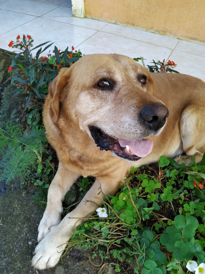 ALFREDO/Alf /Véio (Canino macho) Labrador C3