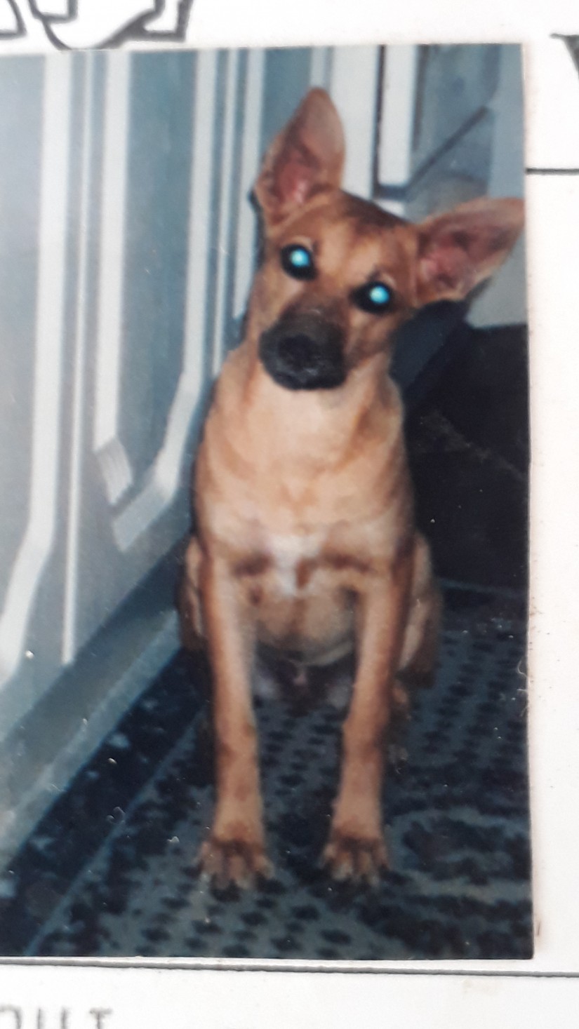 JAQUI (Canino fêmea) Srd Gp C2