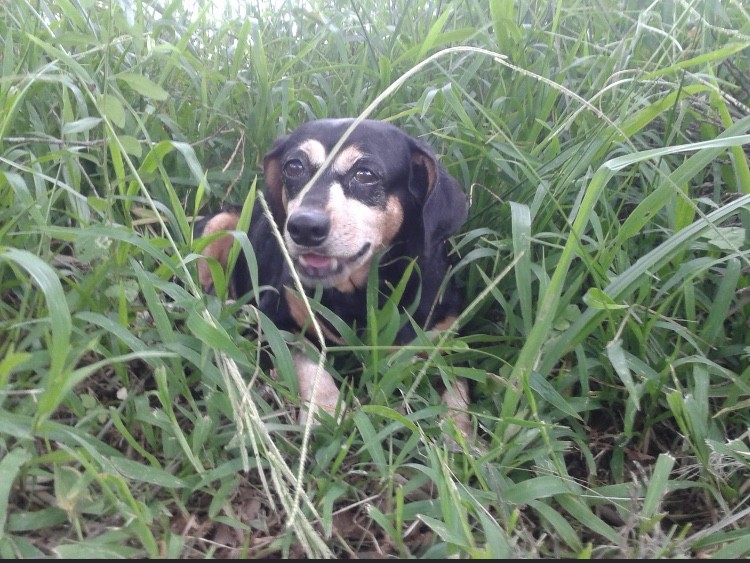 DORA (Canino fêmea) Srd Pp C3