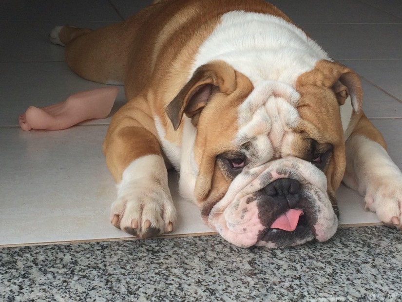 THOR (Canino macho) Buldogue Inglês C1