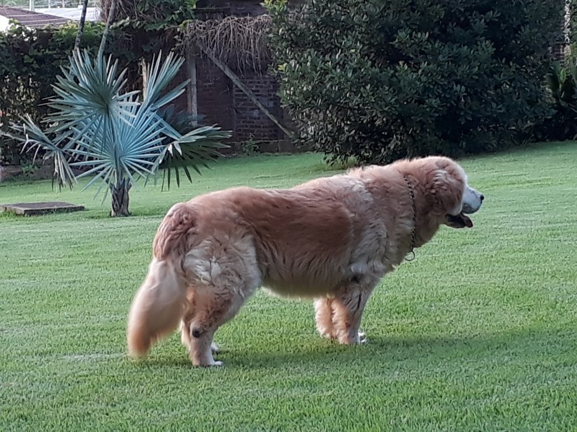 MOA (canino fêmea) Golden Retriever C3