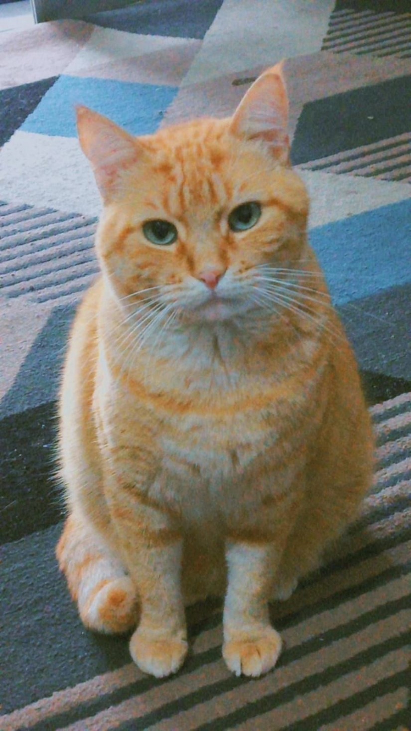 GRINGO (Felino macho) Srd C3