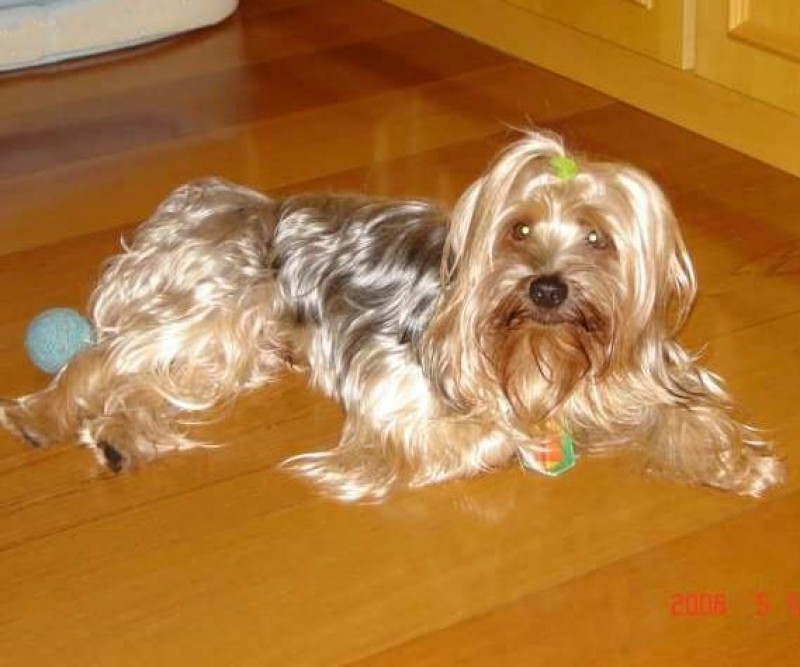 JOSH (Canino) Yorkshire Terrier