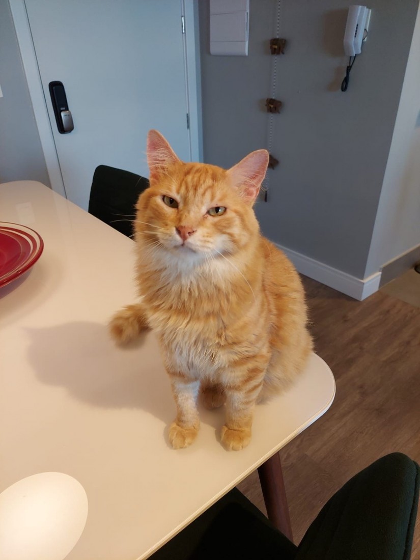 TITO (Felino macho) Srd C3