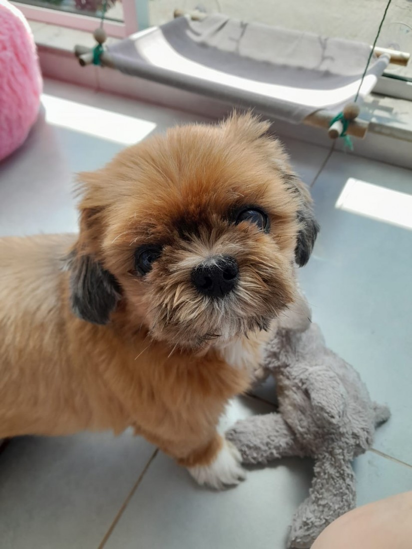 DORA (Canino fêmea) Shihtzu C3