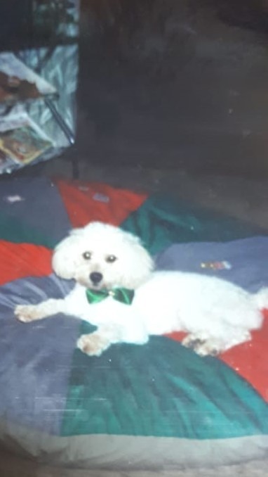 DODÓ (Canino macho) Poodle C2