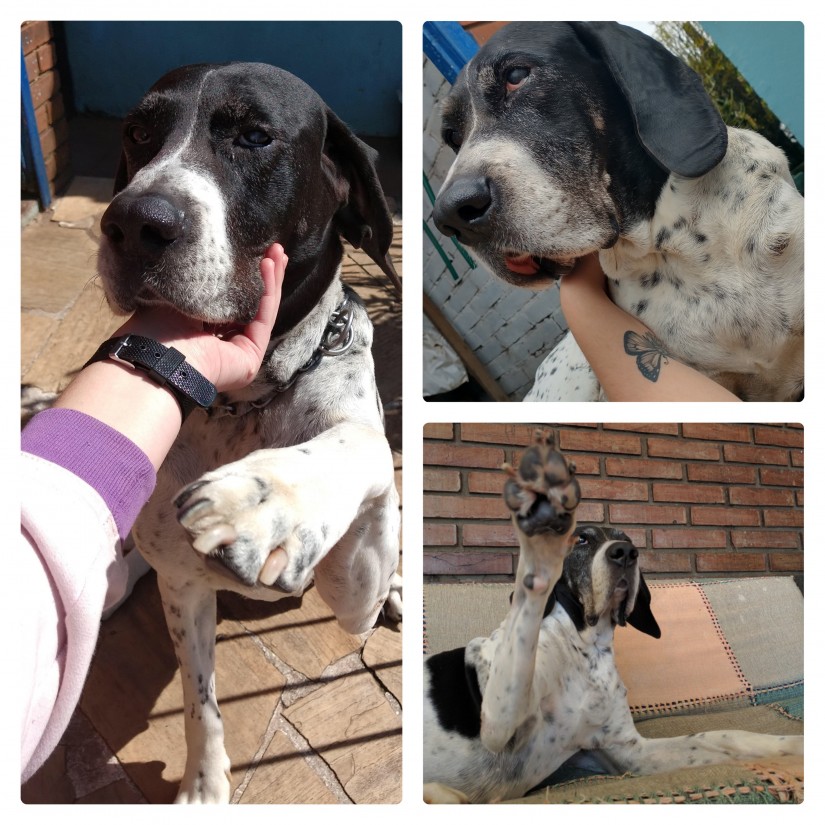 SOLA (Canino fêmea) Pointer Inglês C3