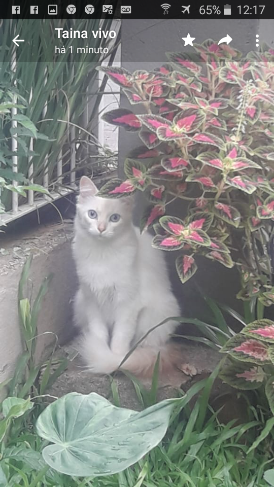 MIA (Felino fêmea) Srd C3
