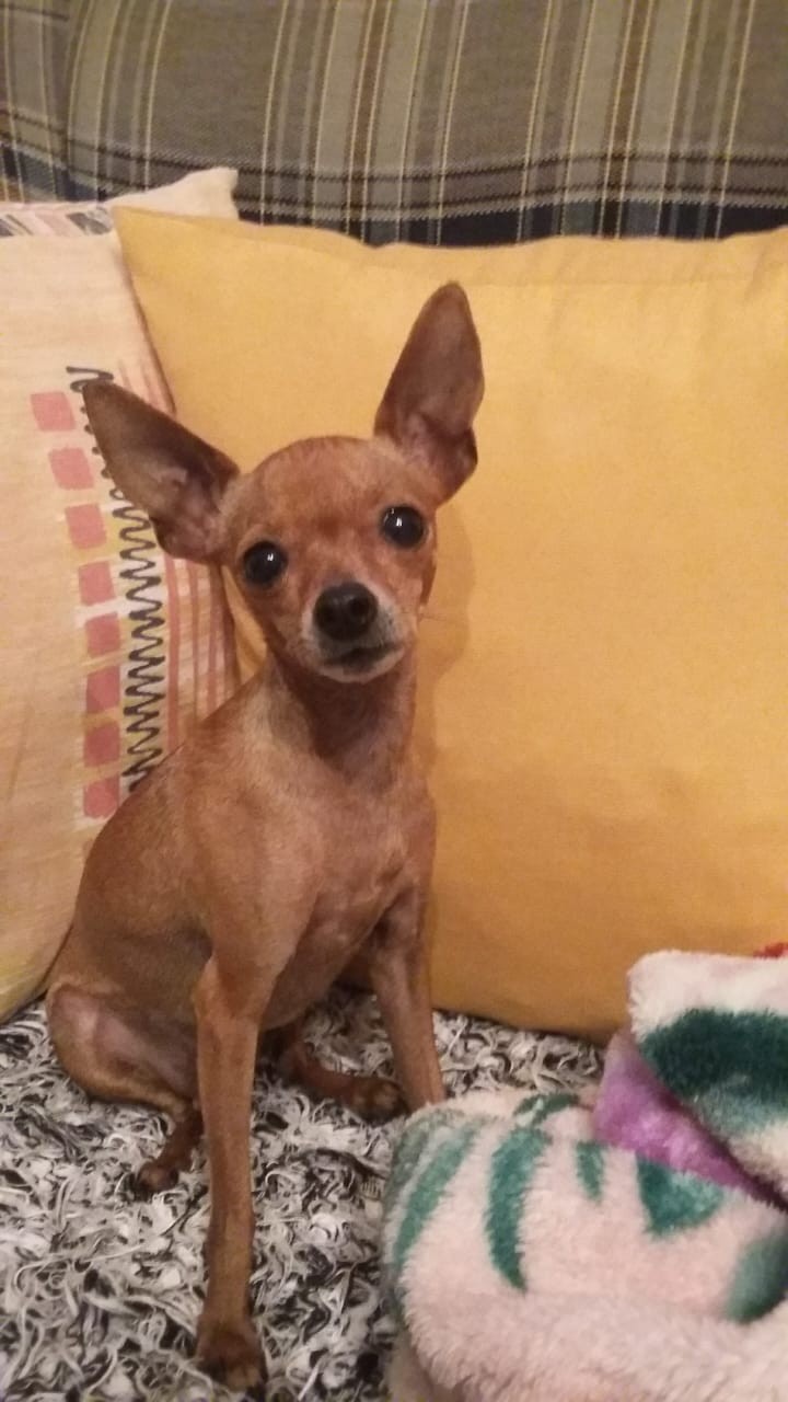 TULLY (Canino fêmea) Pinscher C3