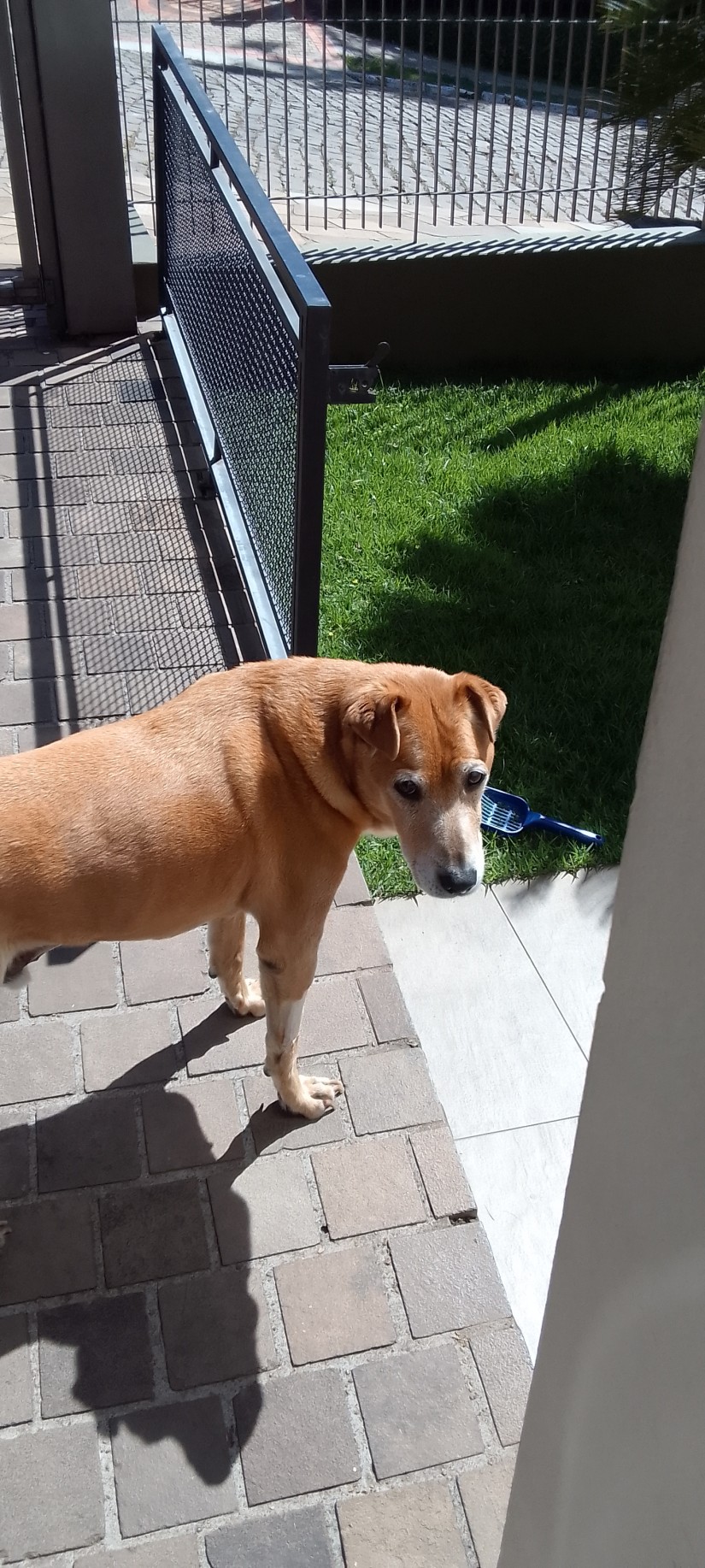 LOLO (Canino macho) Srd Mp C3