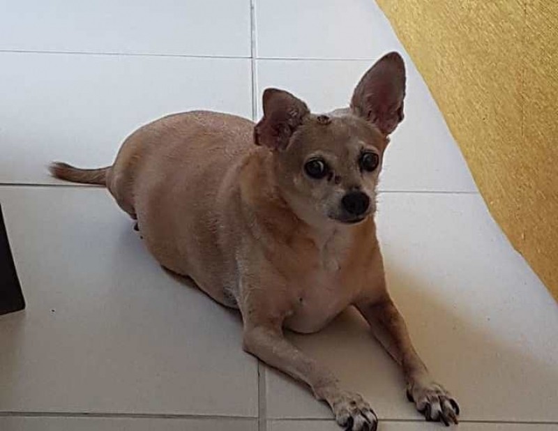 LILI (Canino) Srd Mp