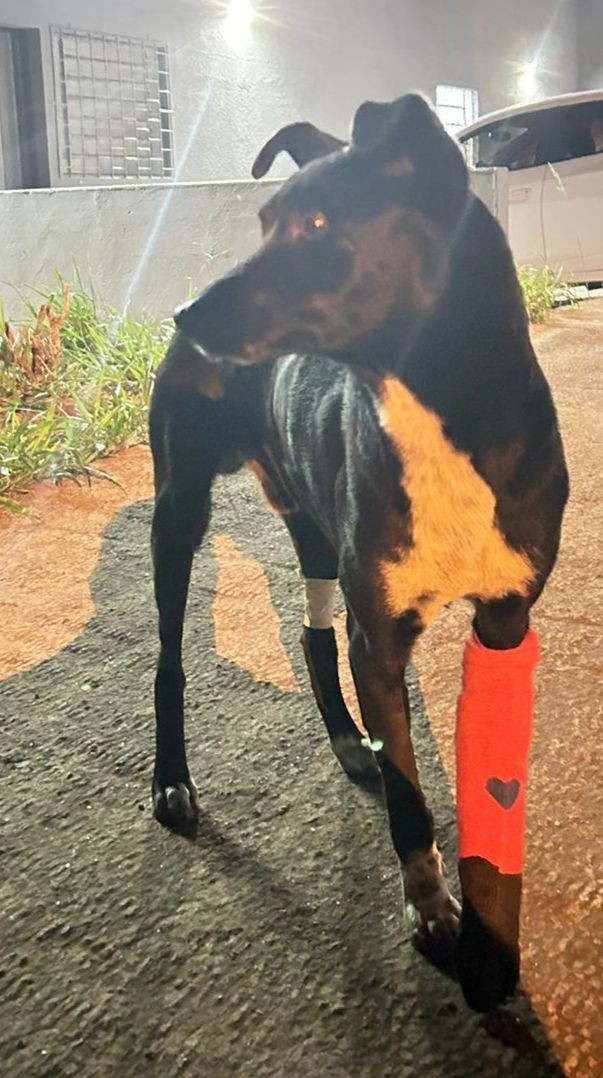 DOGUE (Canino macho) Srd Mp C4