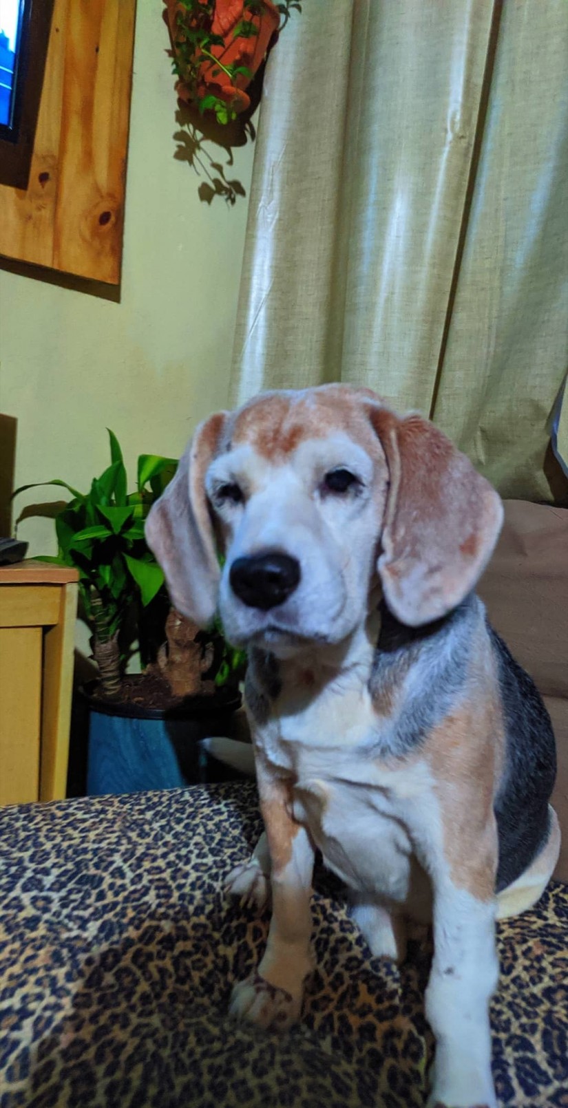 CALVIN (Canino macho) Beagle C4