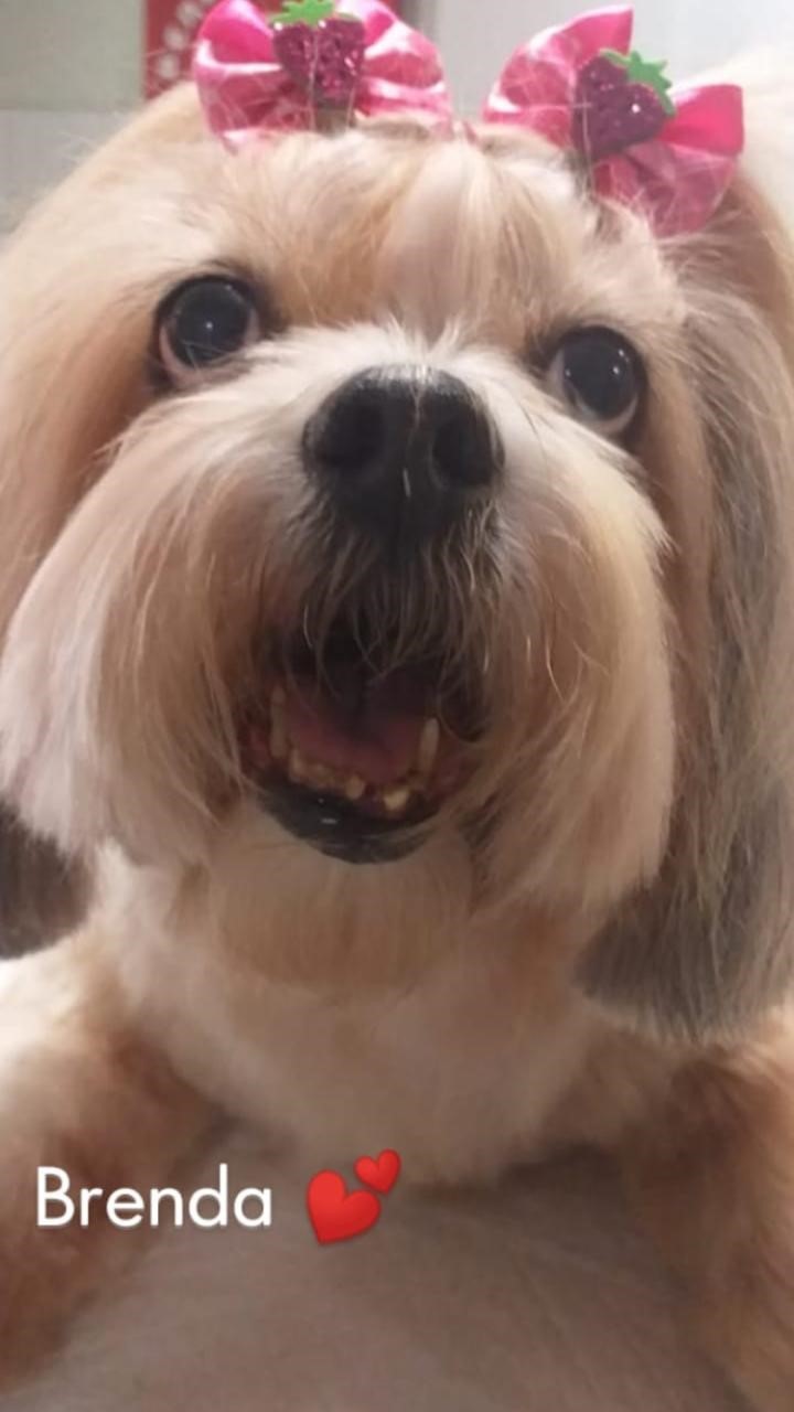 BRENDA (Canino fêmea) Shih tzu C4