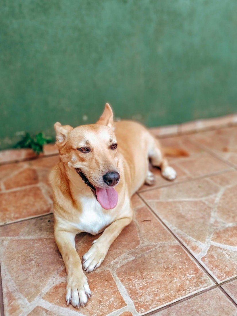 PAÇOCA (Canino fêmea) Srd Mp C1