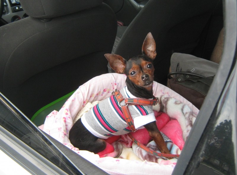 BENEDITA (Canino) Pinscher