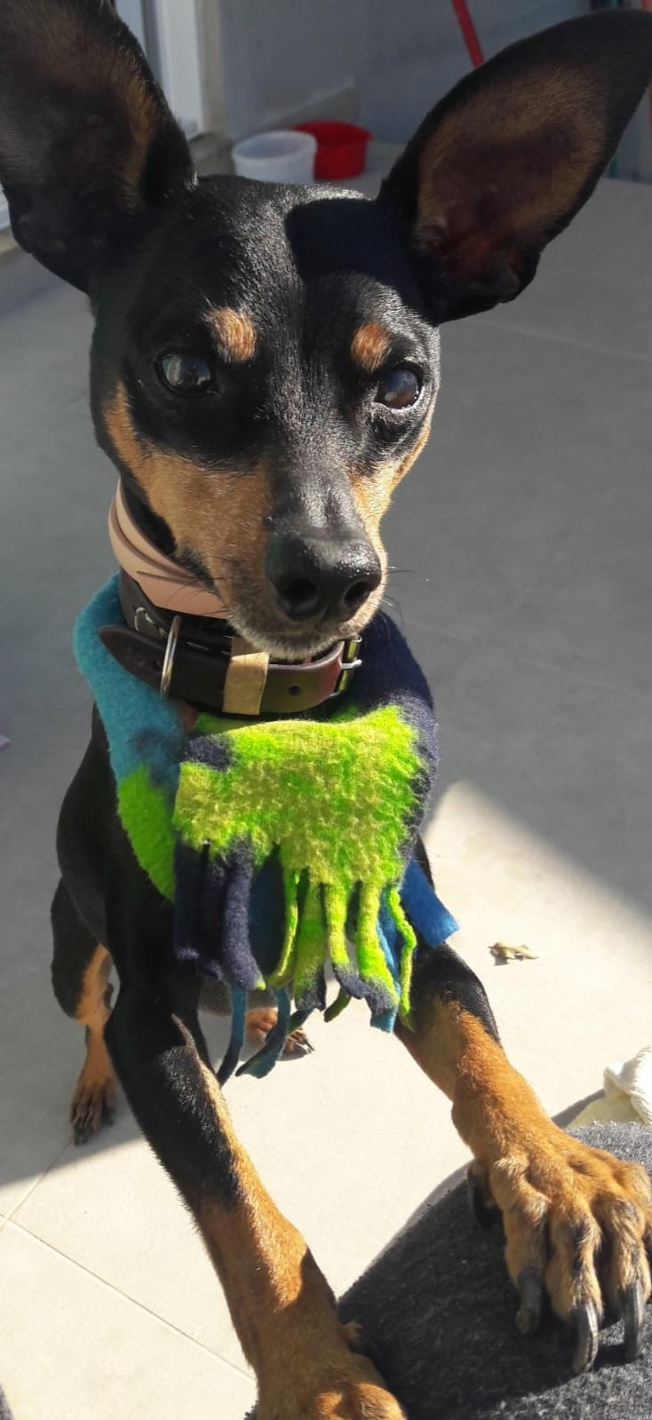 LICO (Canino macho) Pinscher C4