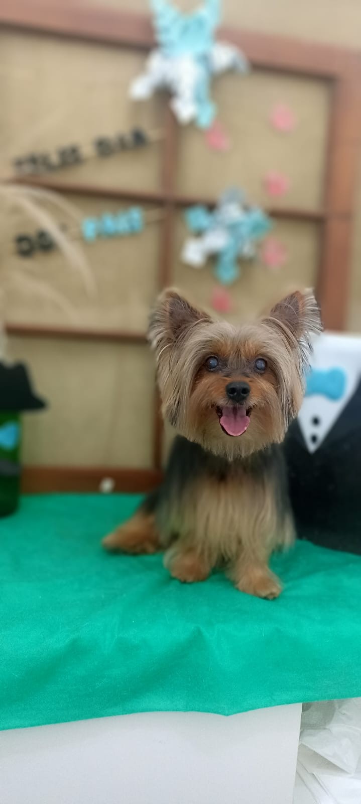 JIMI (Canino macho) Yorkshire Terrier C3