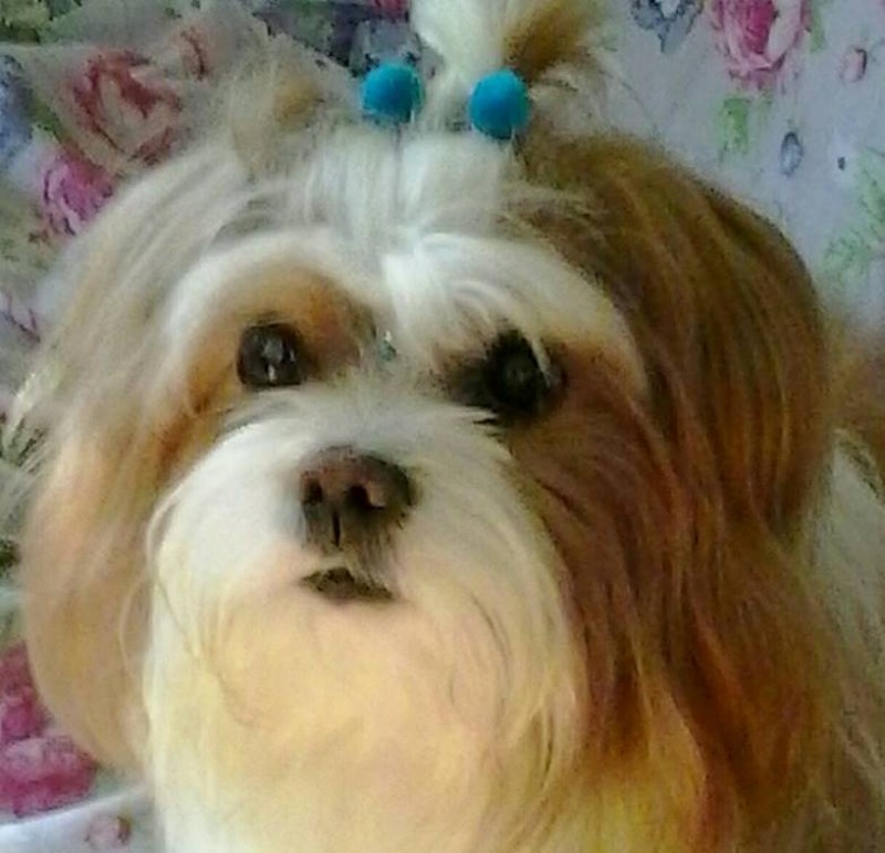 SCHEIDI SCHMITT (Canino) Shih Tzu