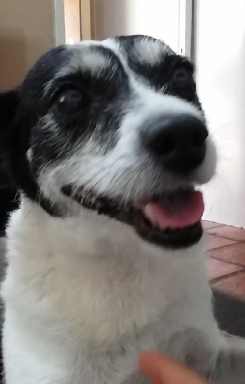 SCOOBY (Canino)