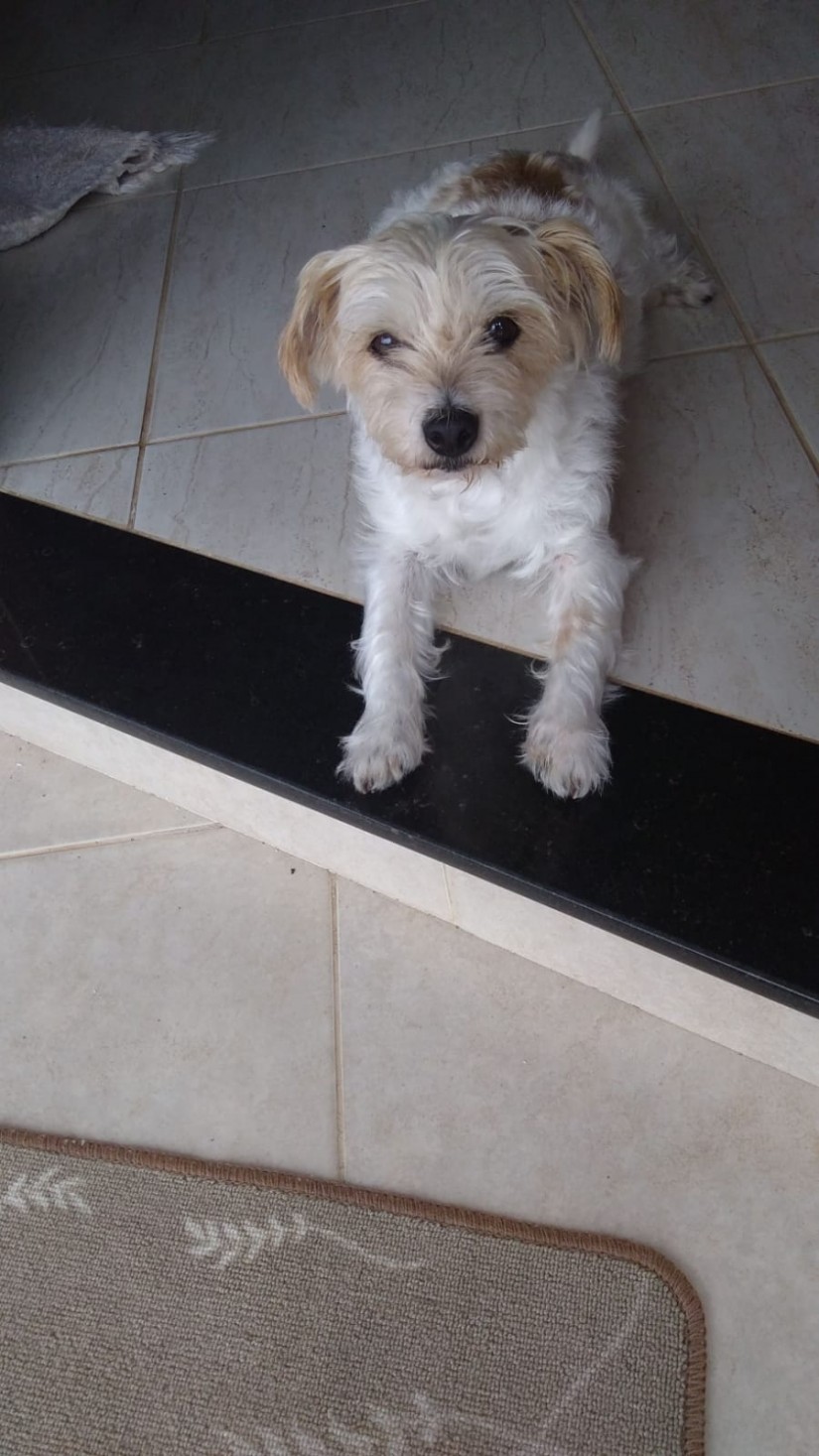 NANA (Canino fêmea) Poodle Micro Toy) C4