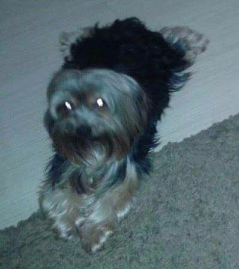SIRIUS (Canino) Yorkshire Terrier