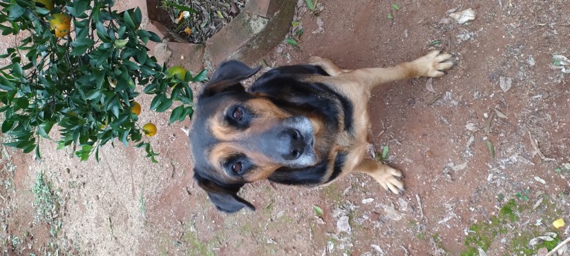 PRETA (Canino fêmea) Srd Gp C2